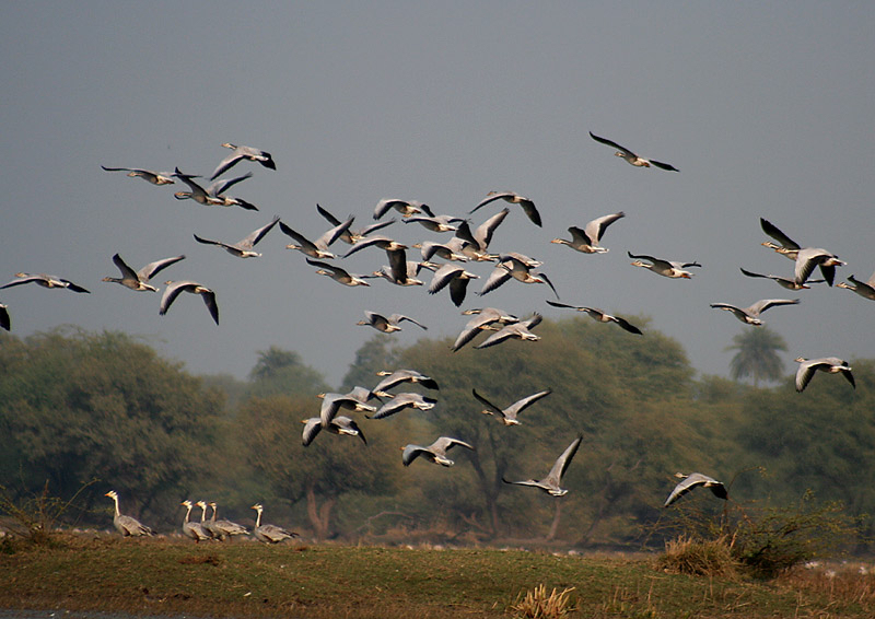 Bar-headed geese